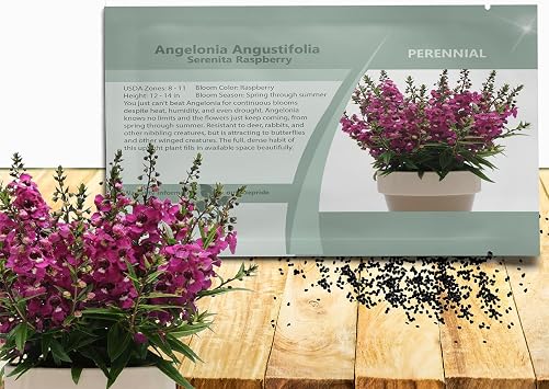 Outsidepride Serenita Raspberry Angelonia Snapdragon Seeds for Planting - 15 Pcs Perennial Flower Seeds, Pollinator-Friendly, Heat, Humidity & Drought-Tolerant, Compact Growth Habit for Containers