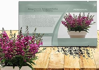 Outsidepride Serenita Raspberry Angelonia Snapdragon Seeds for Planting - 15 Pcs Perennial Flower Seeds, Pollinator-Friendly, Heat, Humidity & Drought-Tolerant, Compact Growth Habit for Containers