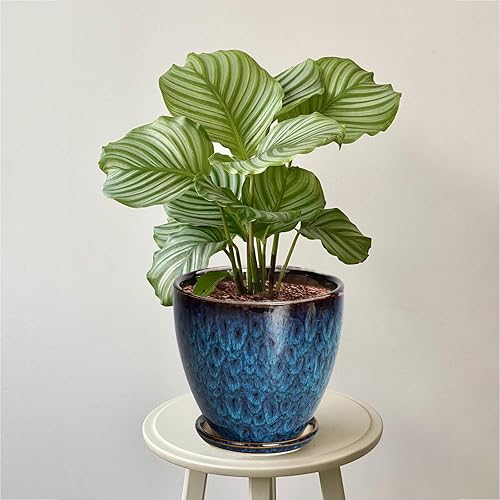 Miniatura 2 de Maceta de cerámica de 6.3 pulgadas con orificio de drenaje y platillo, maceta redonda para suculentas para plantas de interior y exterior, color azul