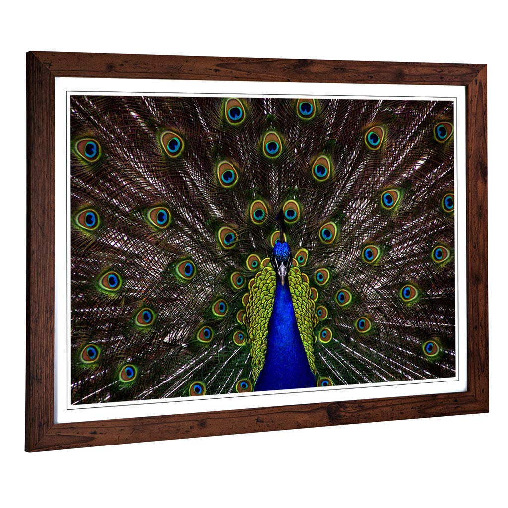 Big Box Art Framed Print of Peacock Design | Wall Art Picture | Home Decor for Kitchen, Living, Dining Room, Lounge, Bedroom, Hallway, Office, Walnut, A2 / 24.5x18 Inch / 62x45cm