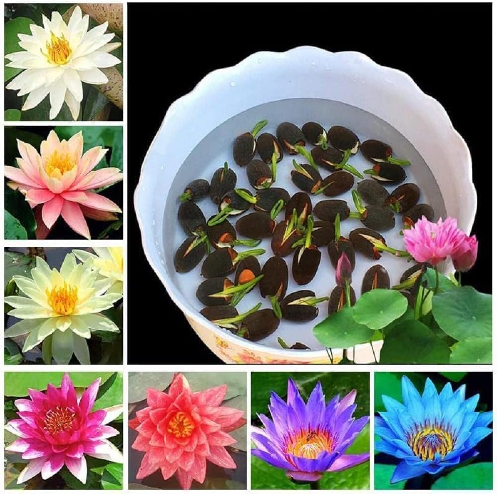 Amazon Brand - All Season Lotus Flower Hybrid Japanese Lotus Flower Seeds | 25 Seeds/Pack | 95% Germination Rate | Dwarf Rainbow Lotus | Kamal Gatta Beej | Mix of 12 Colors | Exotic Variety |