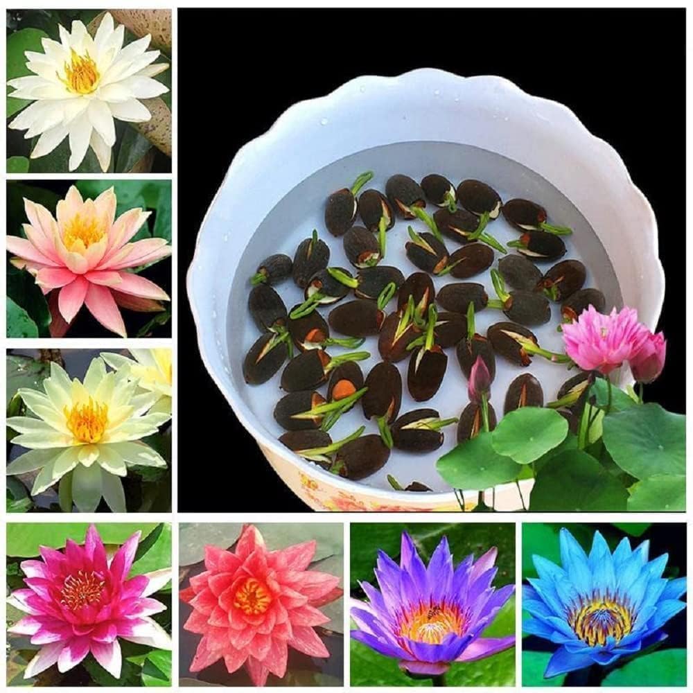 Amazon Brand - All Season Lotus Flower Hybrid Japanese Lotus Flower Seeds | 25 Seeds/Pack | 95% Germination Rate | Dwarf Rainbow Lotus | Kamal Gatta Beej | Mix of 12 Colors | Exotic Variety |