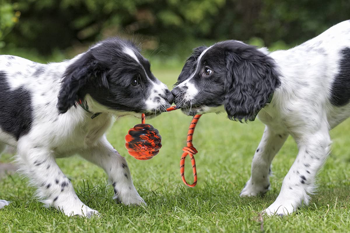 2 pelotas de entrenamiento para perros en cuerda para perros, juguetes de ejercicio y recompensa para perros para entrenamiento de masticación, juguete de tirón para perros, juguetes para