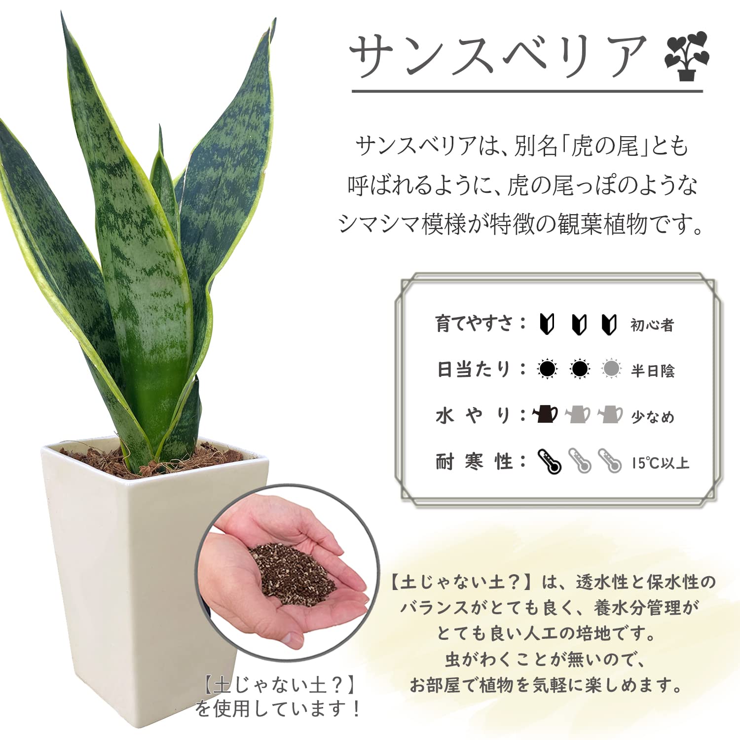 トラノオ】観葉植物