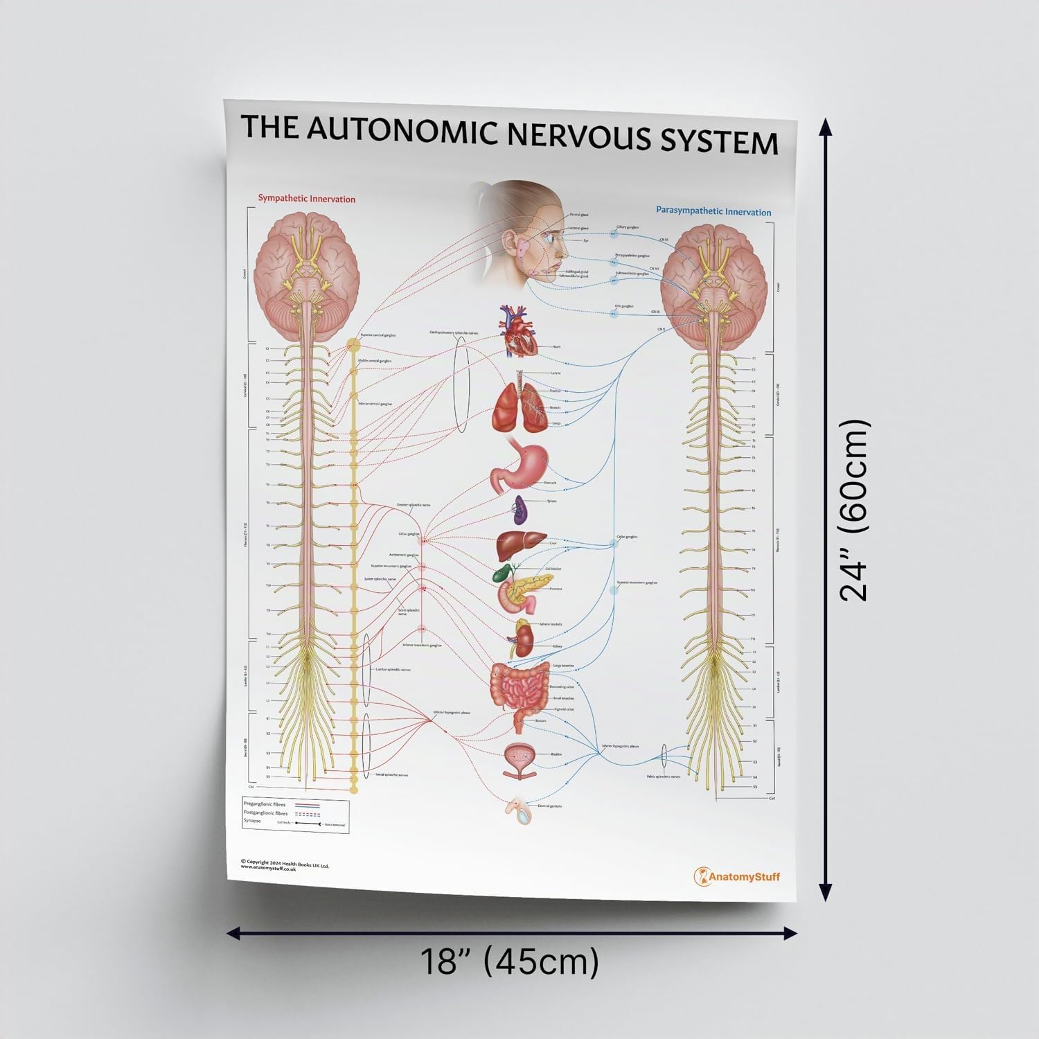 AnatomyStuff Poster du système nerveux autonome 45 x 60 cm, tableau d'anatomie ANS, guide de référence de l'étudiant