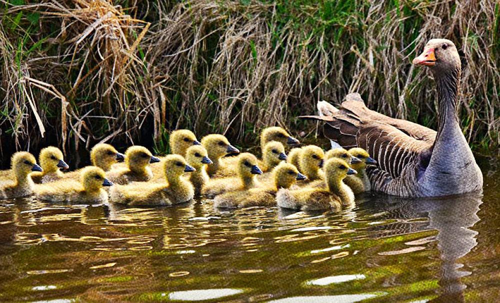 Cross Stitch Kits Beginner Adult Kids Stamped Cross Stitch Kits with Pattern Funny Grey Goose DIY 11 ct Pre-Printed Fabric Embroidery Crafts Needlework Kits Arts Decor Gift -16×20inch