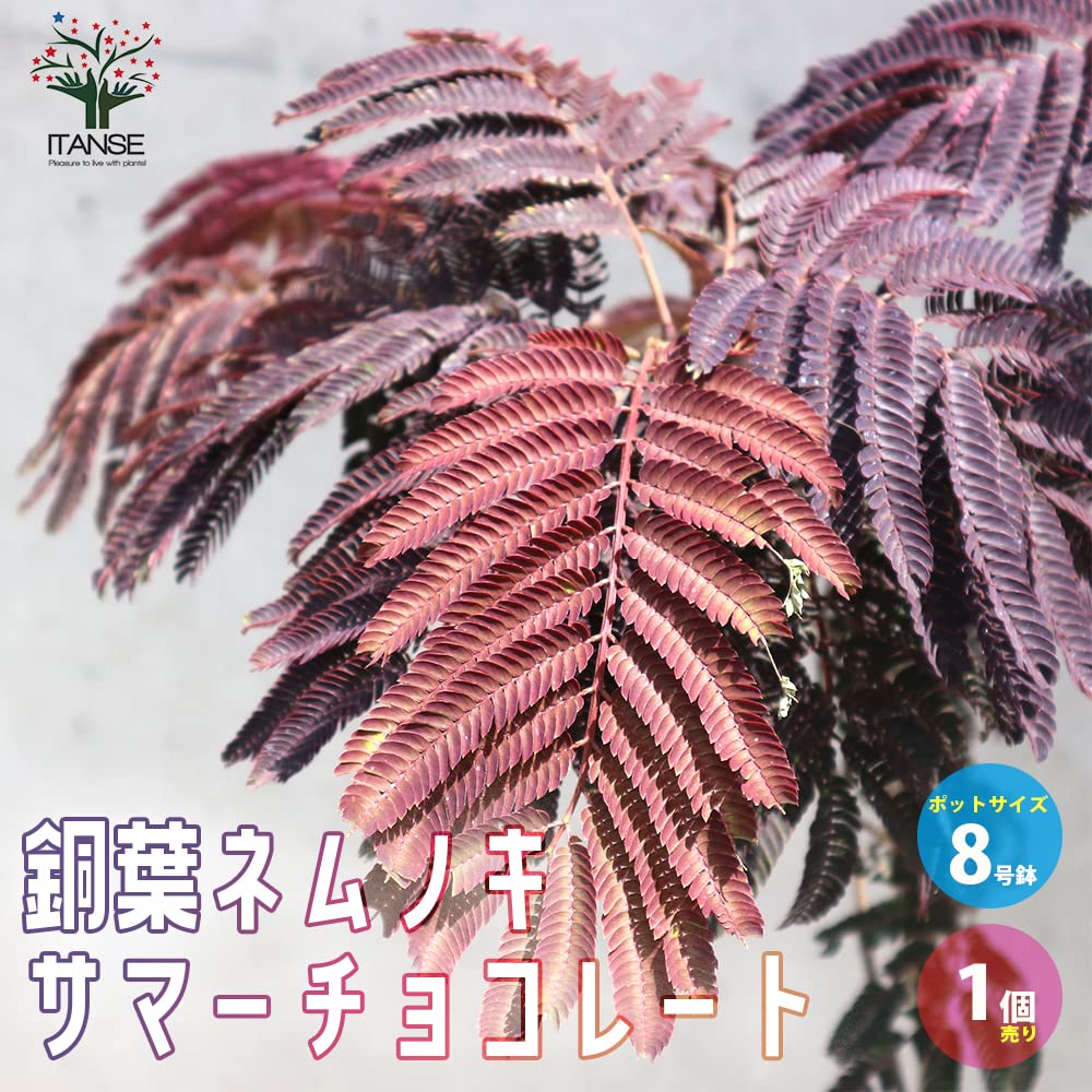 Amazon.co.jp: ITANSE 銅葉ネムノキ サマーチョコレート 8号 