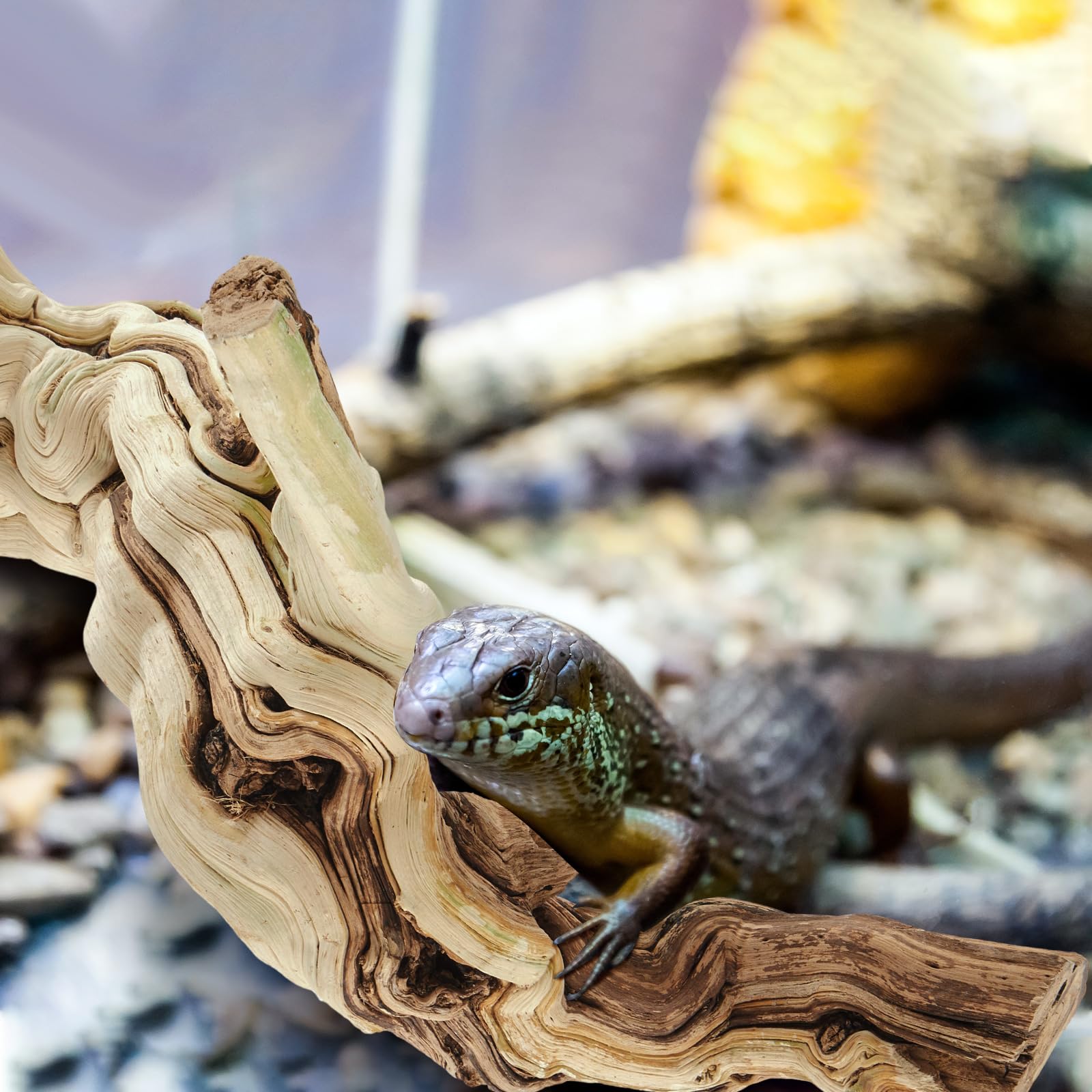 Janinka Rama grande de madera para reptiles para dragón barbudo de 15 a 17 pulgadas de longitud, madera flotante, decoración de hábitat para terrario, árbol, tronco, adorno de geco, rana, camaleón
