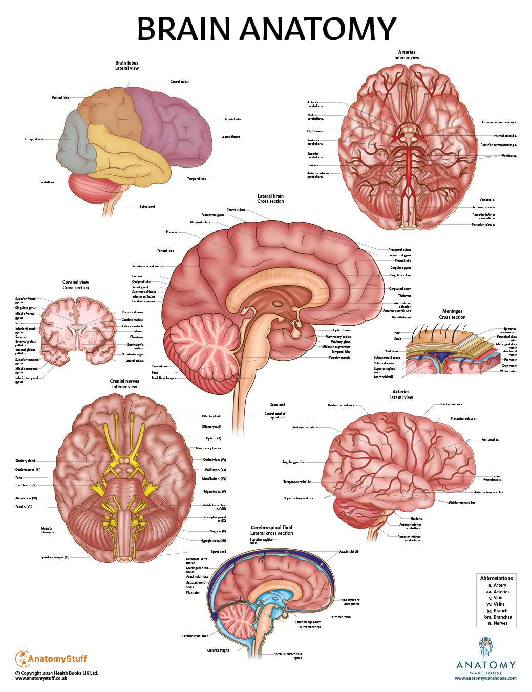 Brain And Nervous System Anatomy Poster Clinical Charts And Supplies