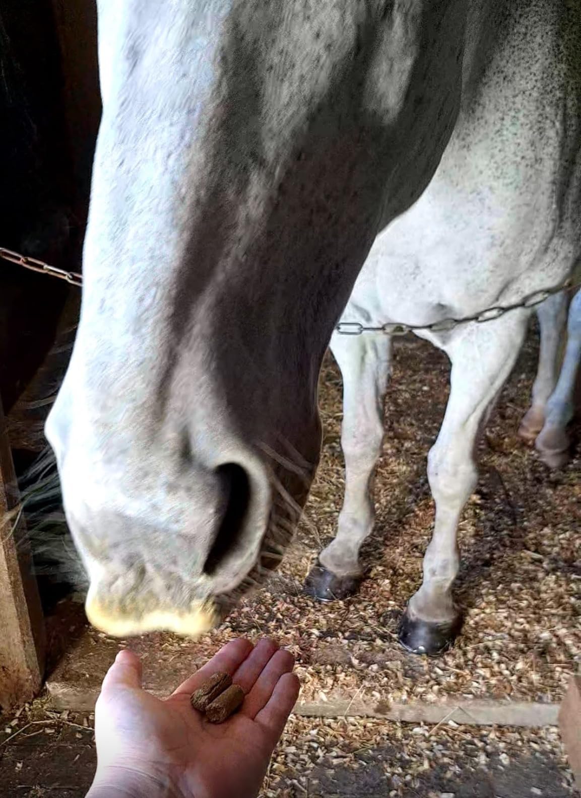Horse Treats 1kg, Minty Flavour, Fibre Based, Low Sugar, Cereal Grain Free, Feed By Hand - Image 3