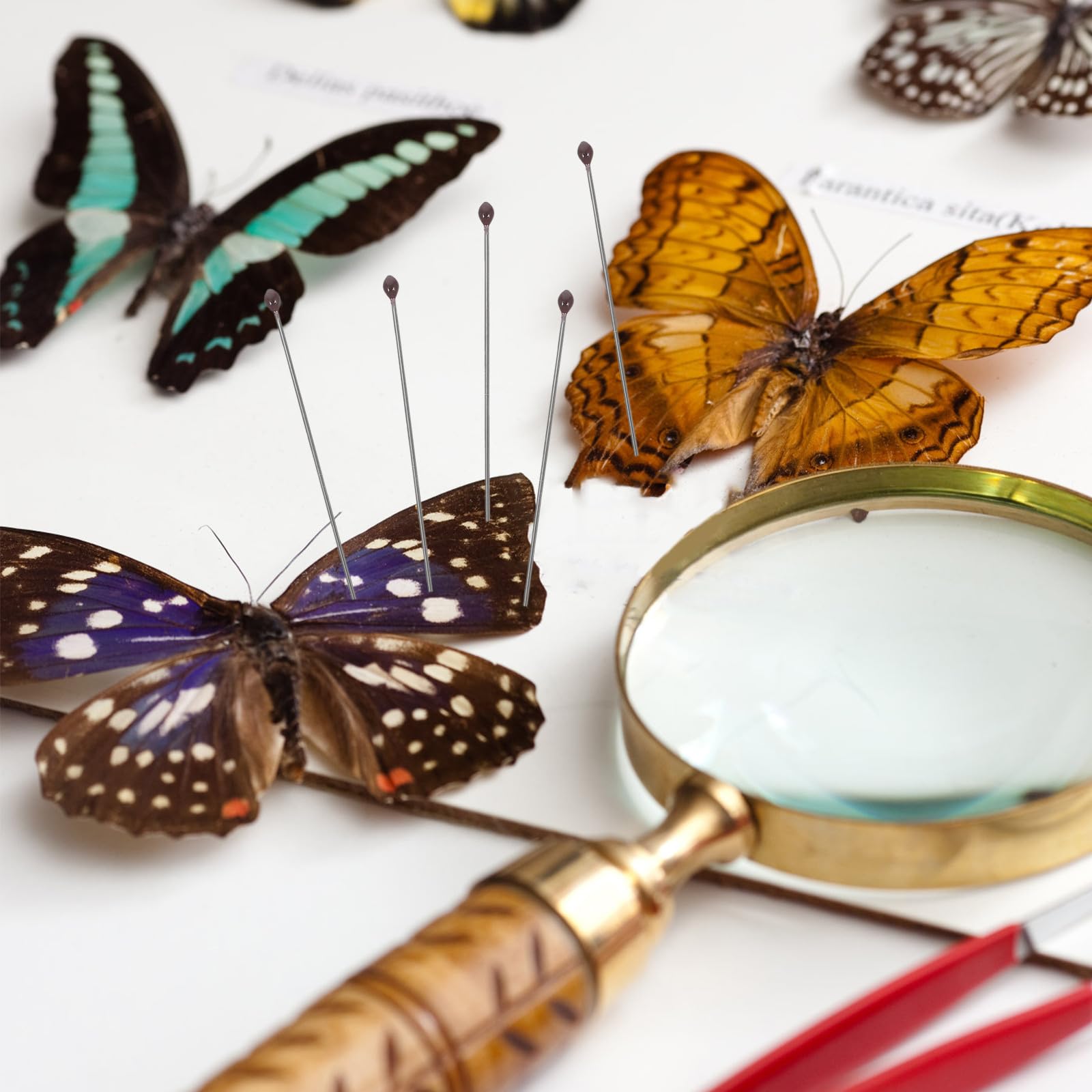 Juego de Alfileres de Fijación para Especímenes de Insectos de Acero Inoxidable Tamaño Nº 2 100 Unidades por Tubo Herramienta para Montaje y Exhibición en Entomología