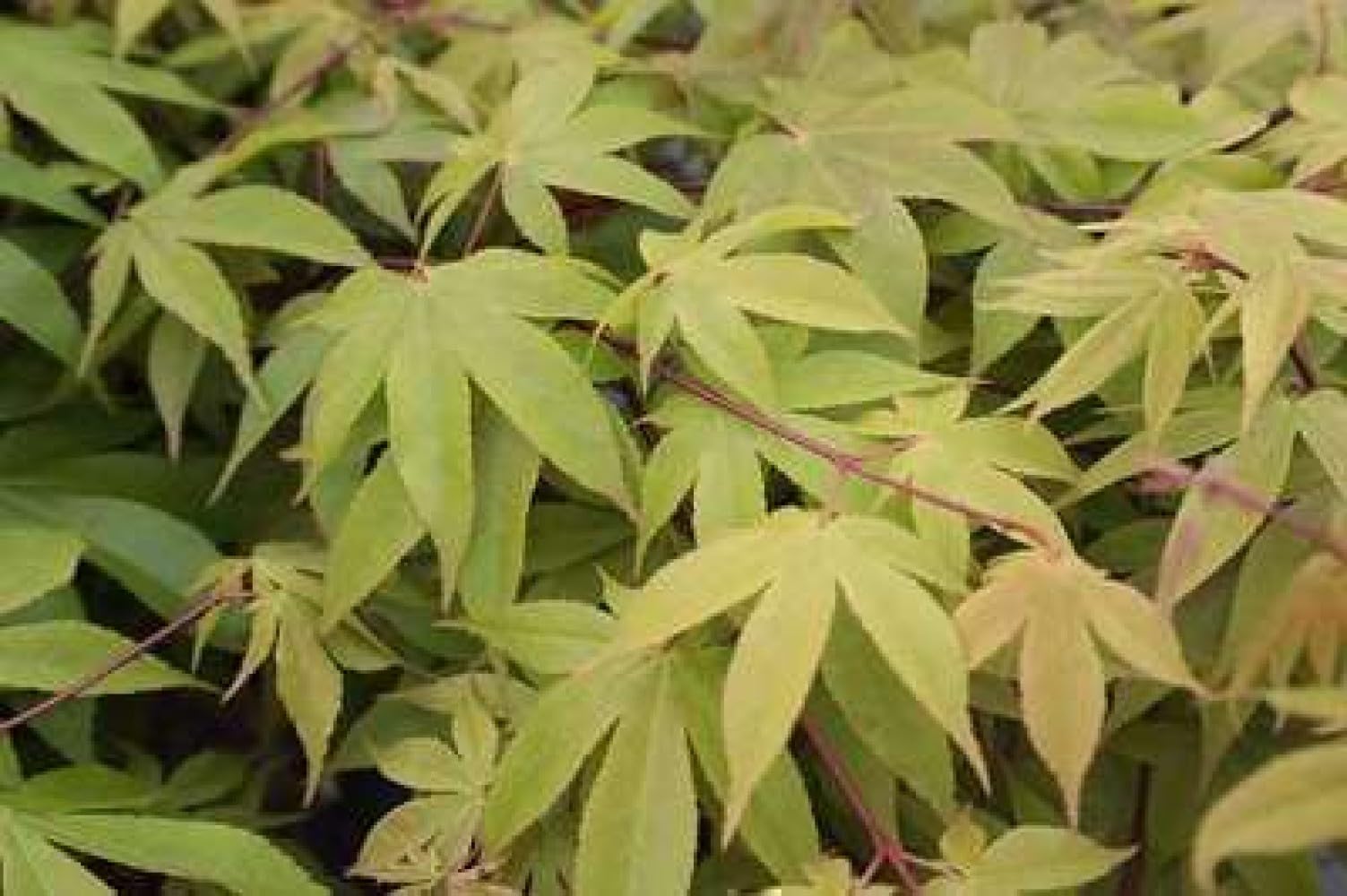Acer palm. 'Osakazuki' - Erable Du Japon,Érable Palmé Osakazuki' 60-80 cm en pot