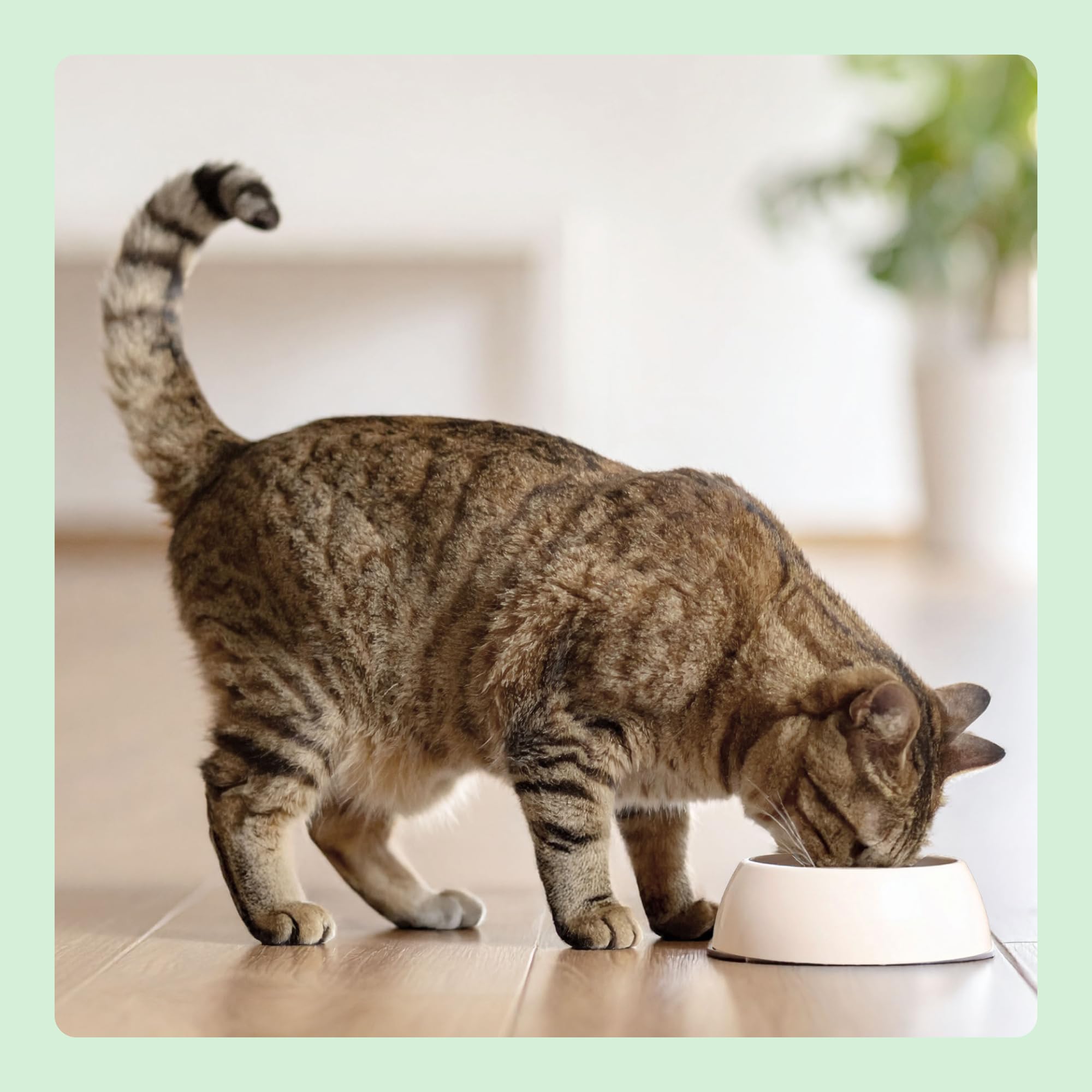 by Amazon Alimento seco para gatos adultos con salmón fresco, receta sin cereales - 3 kg (Paquete de 1) (Anteriormente una marca Lifelong, el mismo producto)