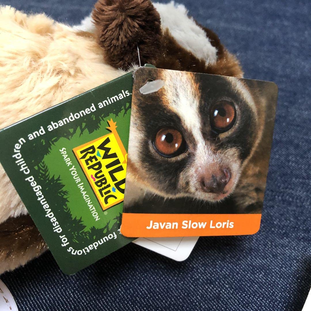 Amazon.co.jp: スローロリス ぬいぐるみ ピグミースローロリス