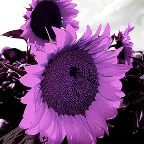 Amazon Rosepoem 珍しい紫色のヒマワリの種美しい花の家の庭の植物 0pcs 花 Amazon Rosepoem 珍しい紫色のヒマワリの種美しい花の家の庭の植物 0pcs 花