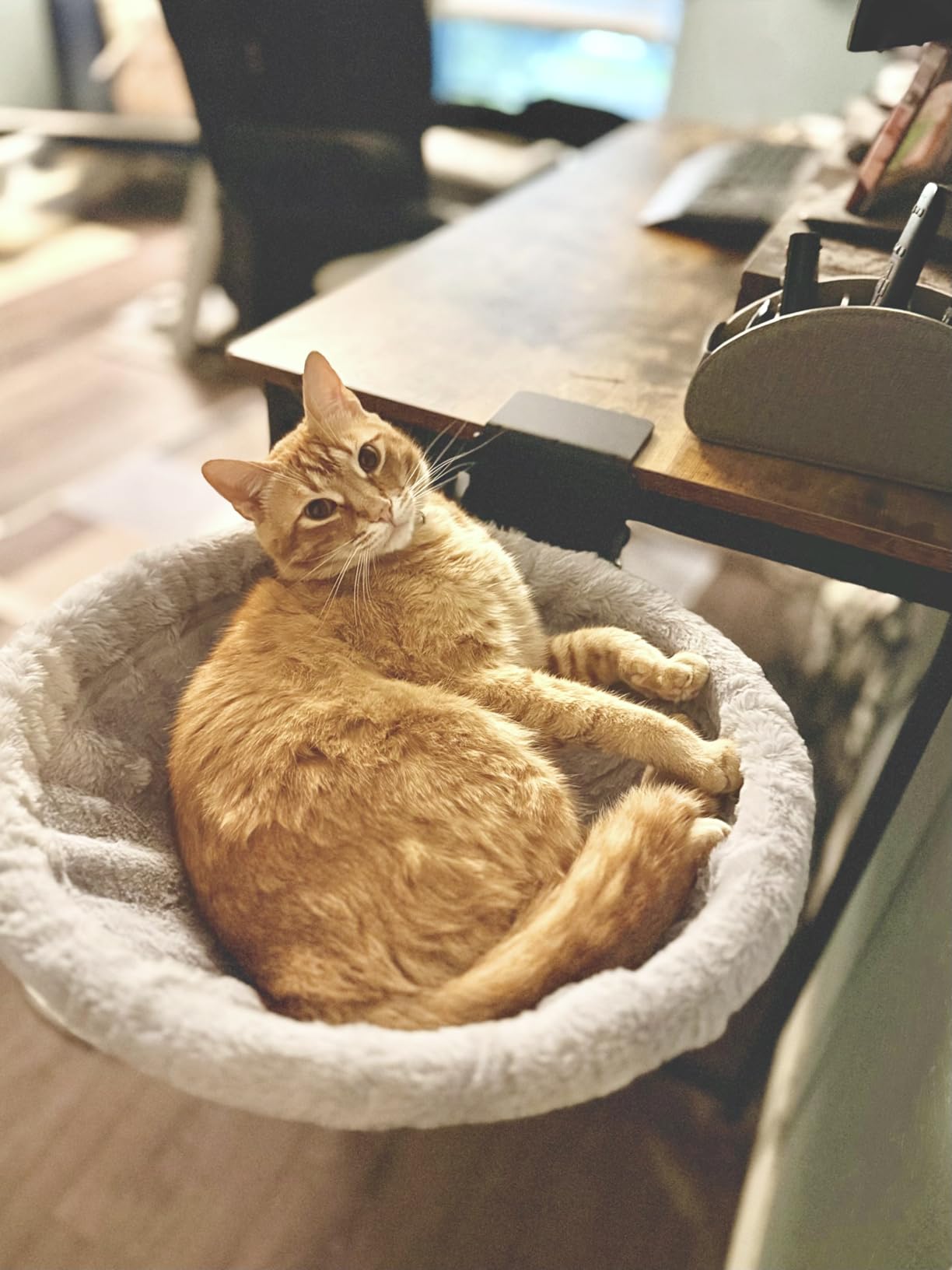 Foto de cliente con hamaca para gato