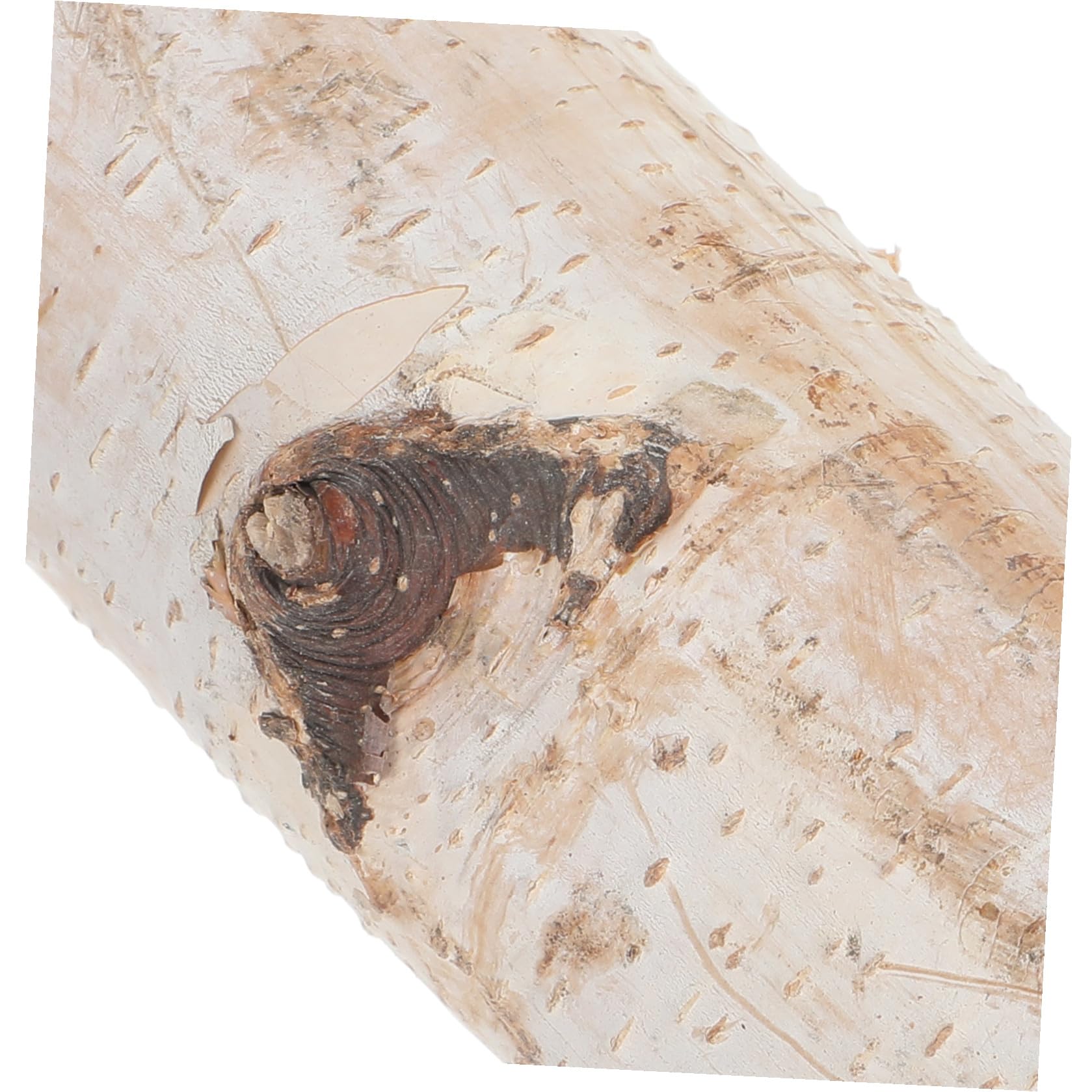 2 Pezzi Tronchetti Legno da Ardere in Legno Naturale per Decorazioni Natalizie Rustiche, Affidabili per Eventi a Tema e Artigianato Creativo