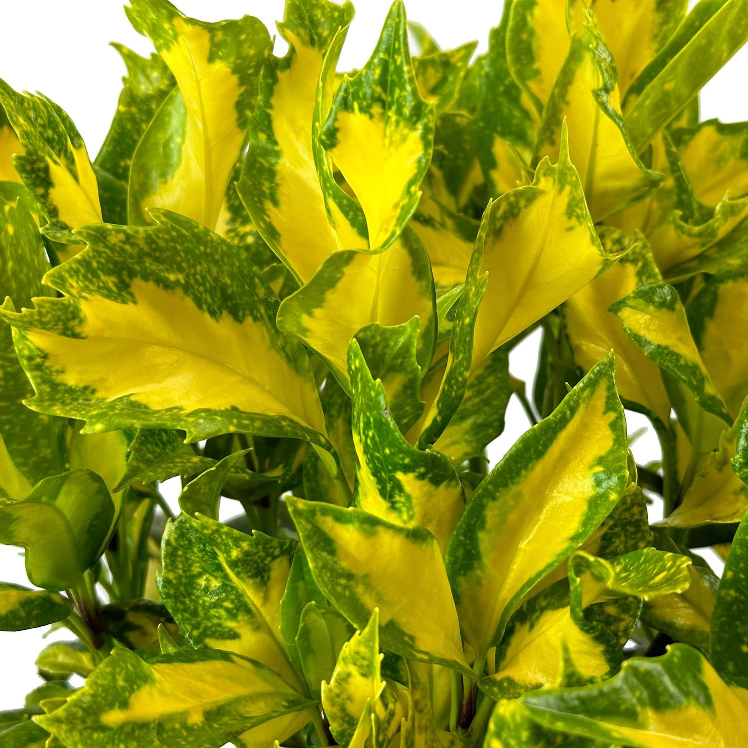Blooming & Beautiful - Picturata Aucuba - 3 gal - Shade-Loving Evergreen Shrub - Glossy Green Foliage with Golden Centers - Zones 6-10 - Spotted Laurel - Aucuba Japonica 'Picturata' - 3 Gallon Pot