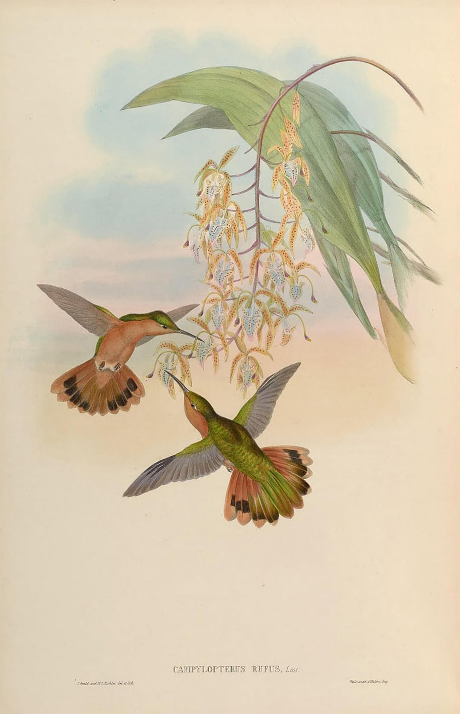 SERENDIPITP Retro Picture Poster Wall Art Pictures Painting Animal Bird Campylopterus Rufus by John Gould Wall Art Canvas Print for Wall Decor 60x90cm