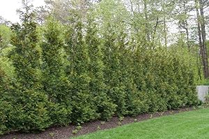 Greenwood Nursery: Live Trees - Arborvitae Trees