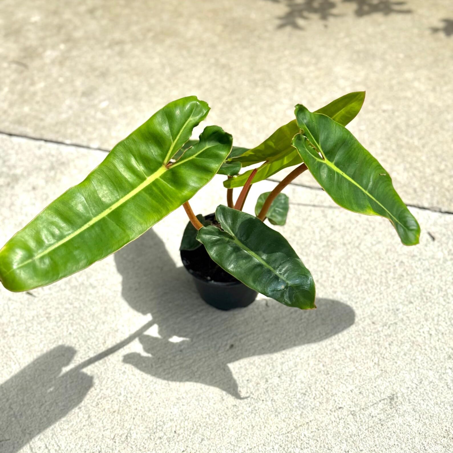 Amazon.com : Philodendron Billietiae Live Plant Sale | Biillie Philodendron  Orange Stems Long Leaf | Indoor House Plants Gift | Houseplant Easy Care  (Heat Pack Included) : Patio, Lawn & Garden