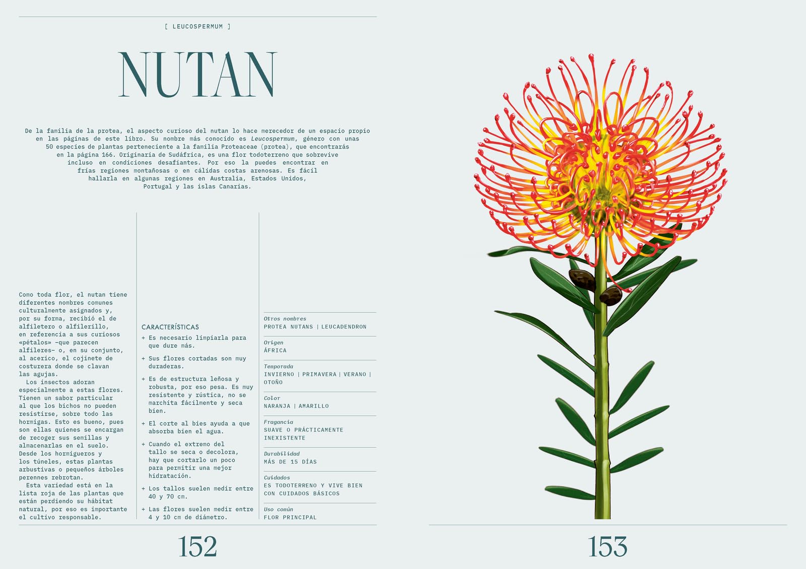 Floripedia: Una exploración de la belleza y el arte de las flores (JARDINERIA Y PLANTAS DE INTERIOR)