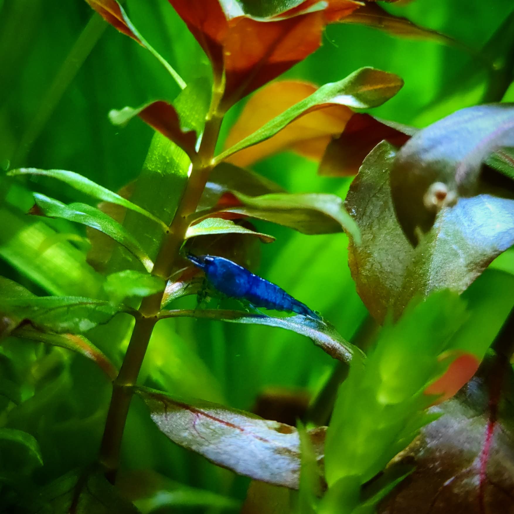 Lot de 12 Crevettes Blue Saphir pour Aquarium d'eau Douce | Crevettes élevées en Bretagne, France, en aquarium et uniquement dans de l'eau du robinet. Expédition rapide et sécurisée