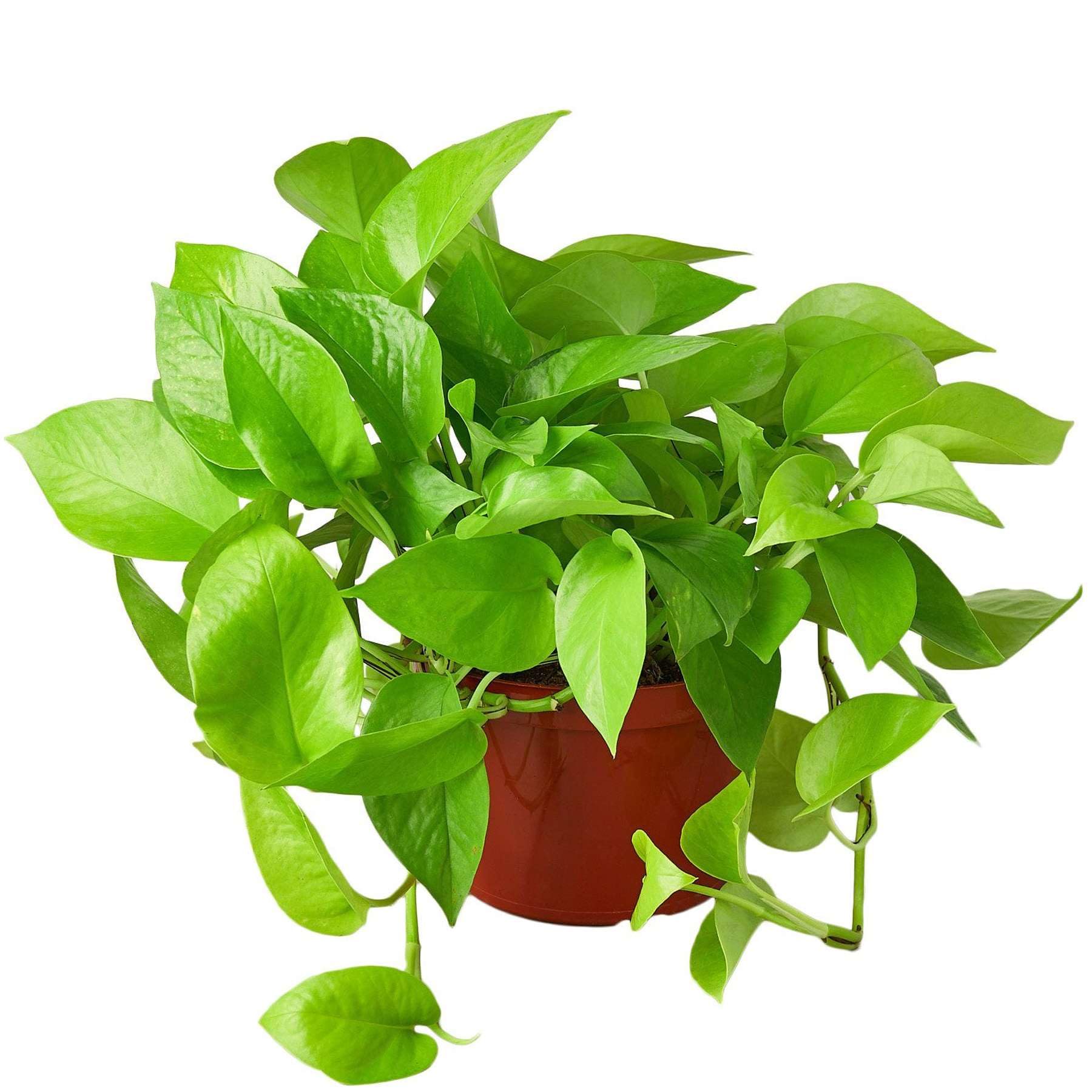 Amazon.com: Pothos Neon Live Plant for Indoor | Different Houseplants in  4'' & 6'' Pot | Real House Plant for Living Room, Office, Desk & Bathroom | Neon  Pothos | Epipremnum pinnatum : Everything Else
