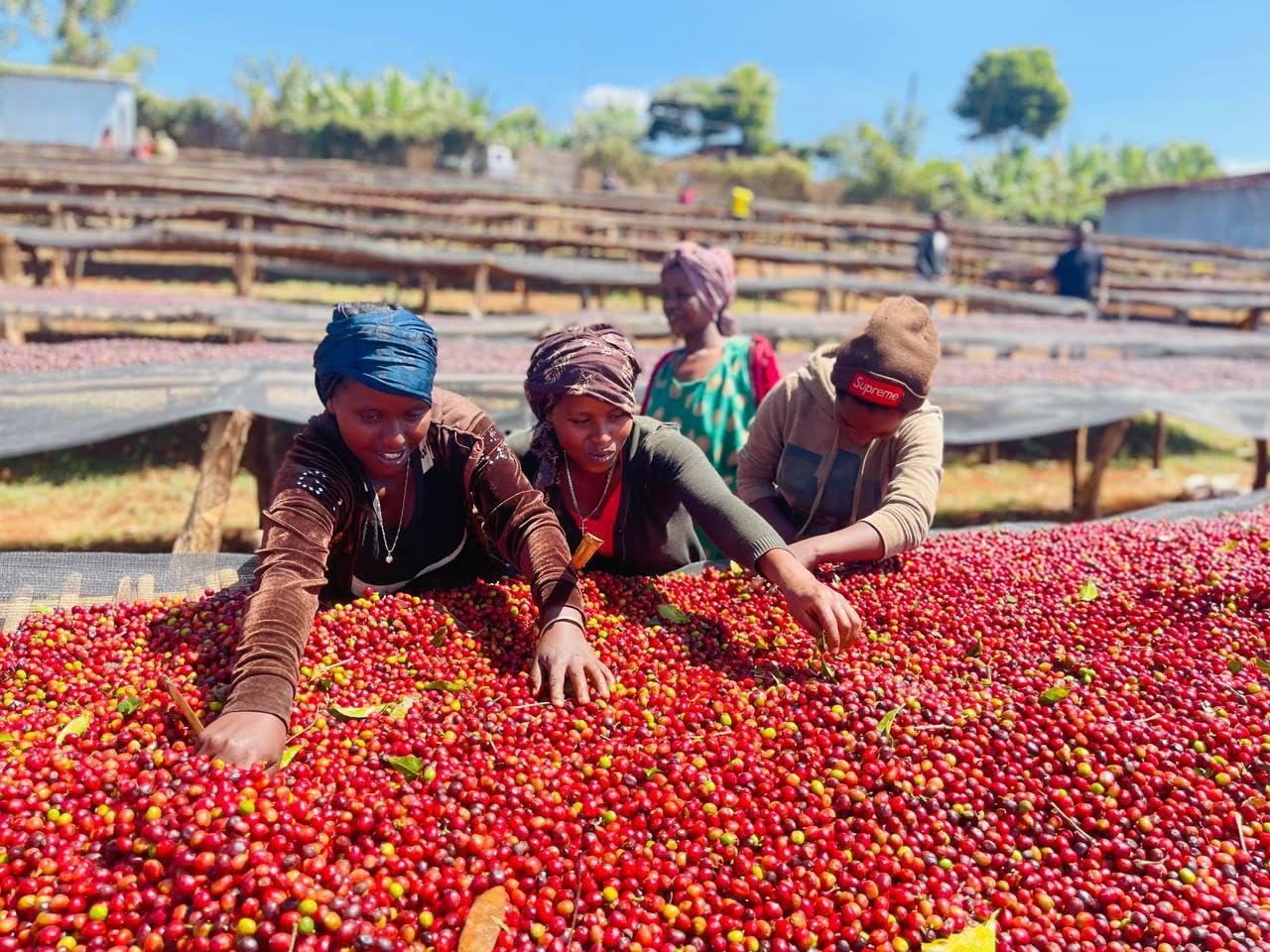 Nilotic Coffee House Medium Roast Ugandan Sipi Falls Coffee – Single-Origin, Whole Bean, Organic, Fair-Trade – Lemon, nougat, milk, chocolate – Ideal for Espresso & French Press – 12oz