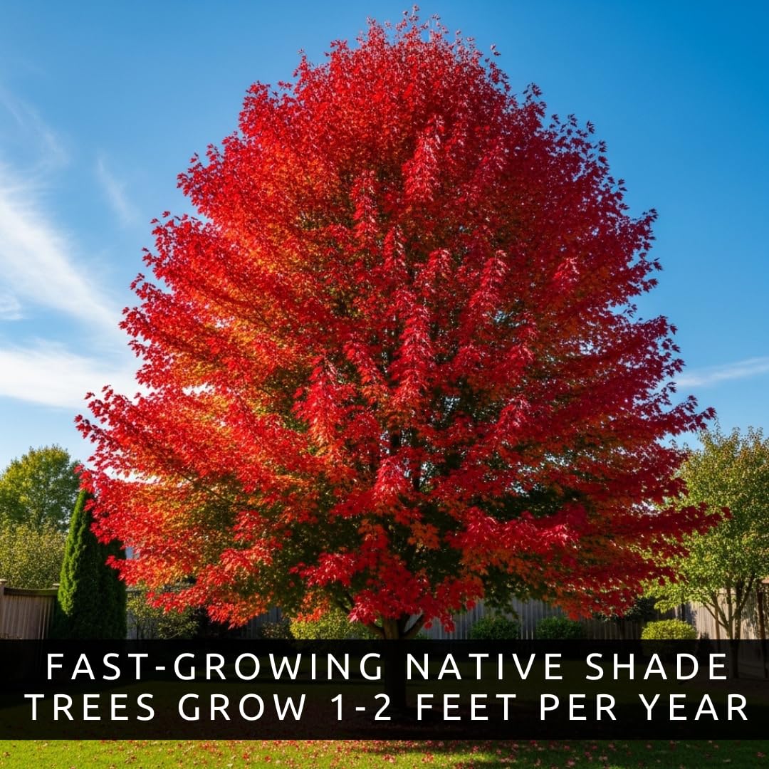 Amazon.com : 50+ Red Maple Seeds for Planting Outdoors - Heirloom