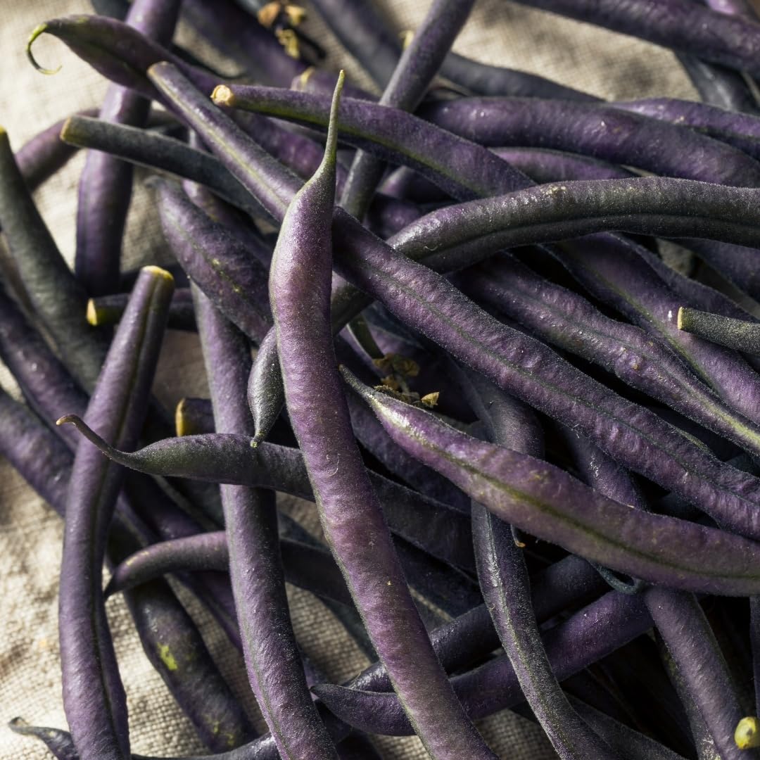 PREMIER SEEDS DIRECT - French Climbing Bean - A COSSE Violette - 125 Seeds