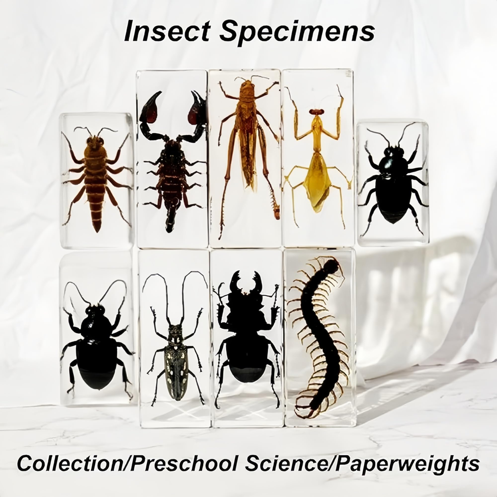Real Longhorn Beetle in Clear Resin – Preserved Insect Specimen for Display, Educational Collection, or Paperweight Decor