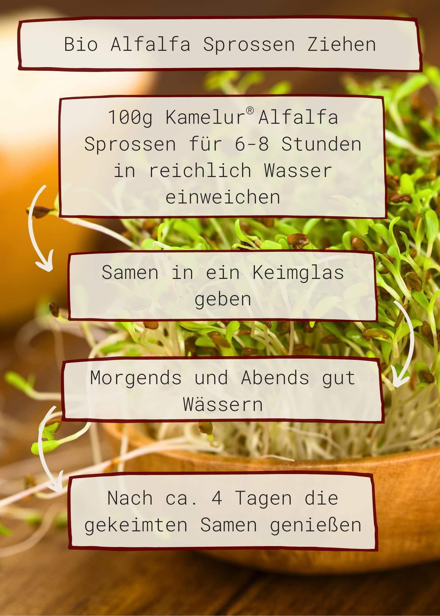 Kamelur BIO Alfalfa Sprouts Seeds - Semi Di Erba Medica Bio, Semi Di Germinazione Senza Additivi - Semi Di Erba Medica In Confezione Biodegradabile