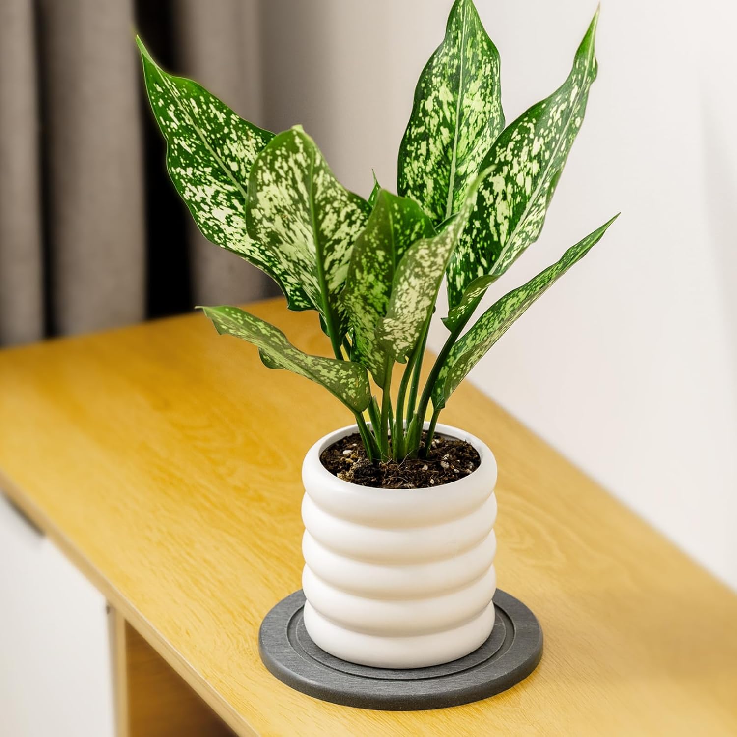 MUDEELA Diatomaceous Earth Plant Saucers for Indoor & Outdoor, 3 Pack of 6 Inches Round Plant Tray Plant Dish Pant Plate to Catch Water for Flower and Plant Pot, Instant Drying Stone Drainage Tray - Image 4