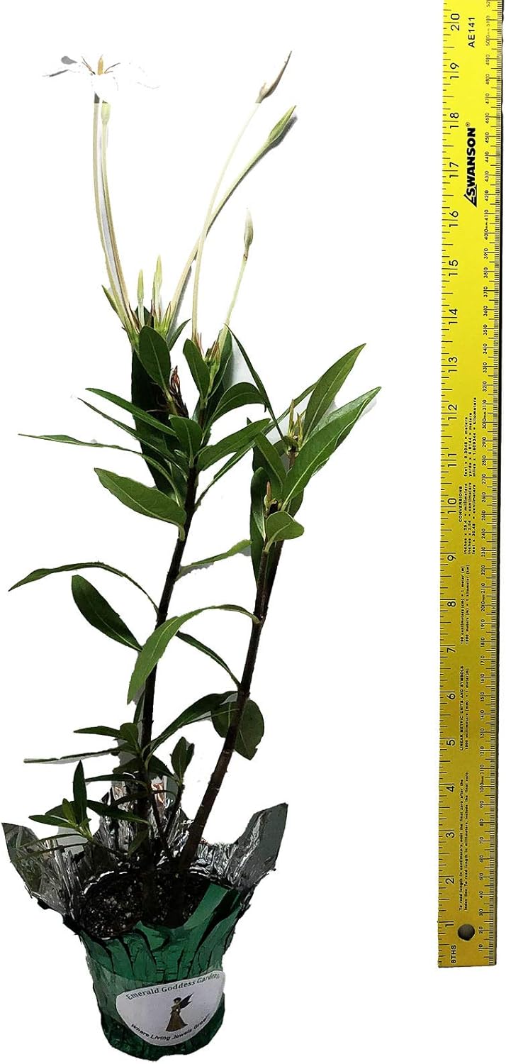 Alibertia Belize Shooting Star - Augusta rivalis - Live Tropical Plant - Fragrant White Flower - Emerald's - Starter Size 4 Inch Pot