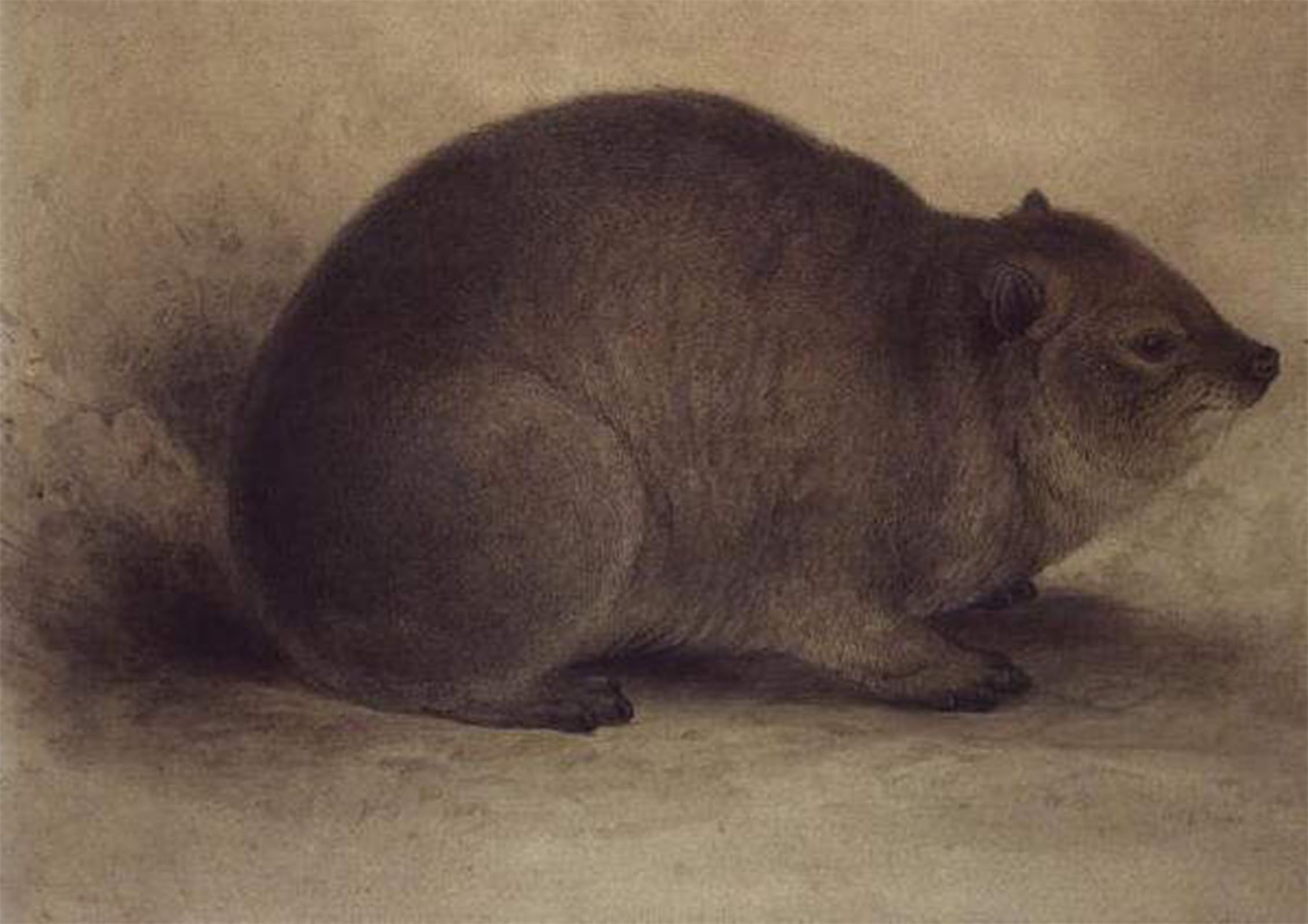ARTXLXXBN Famous Print Painting Colorful Art Print a Rock Hyrax by Edward Leaars Canvas Art Decorations for Home Decor 60x90cm