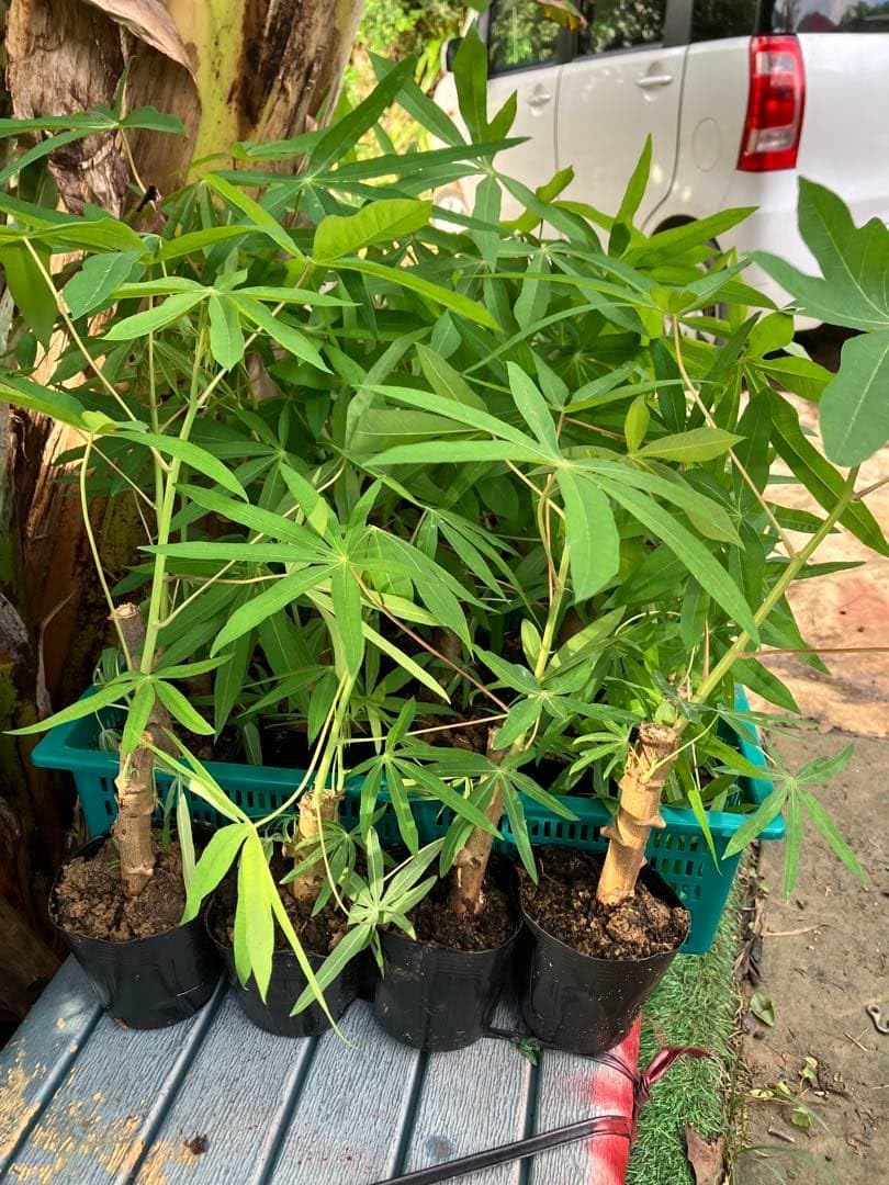 Amazon｜キャッサバ苗(芽出し)｜観葉植物 オンライン通販