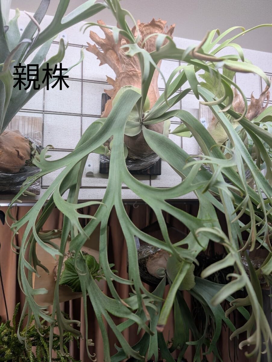 ビカクシダ 月光爪哇 oc PUP P. willinckii '月光爪哇' 【kumaplants】 PUP OC ビカクシダ