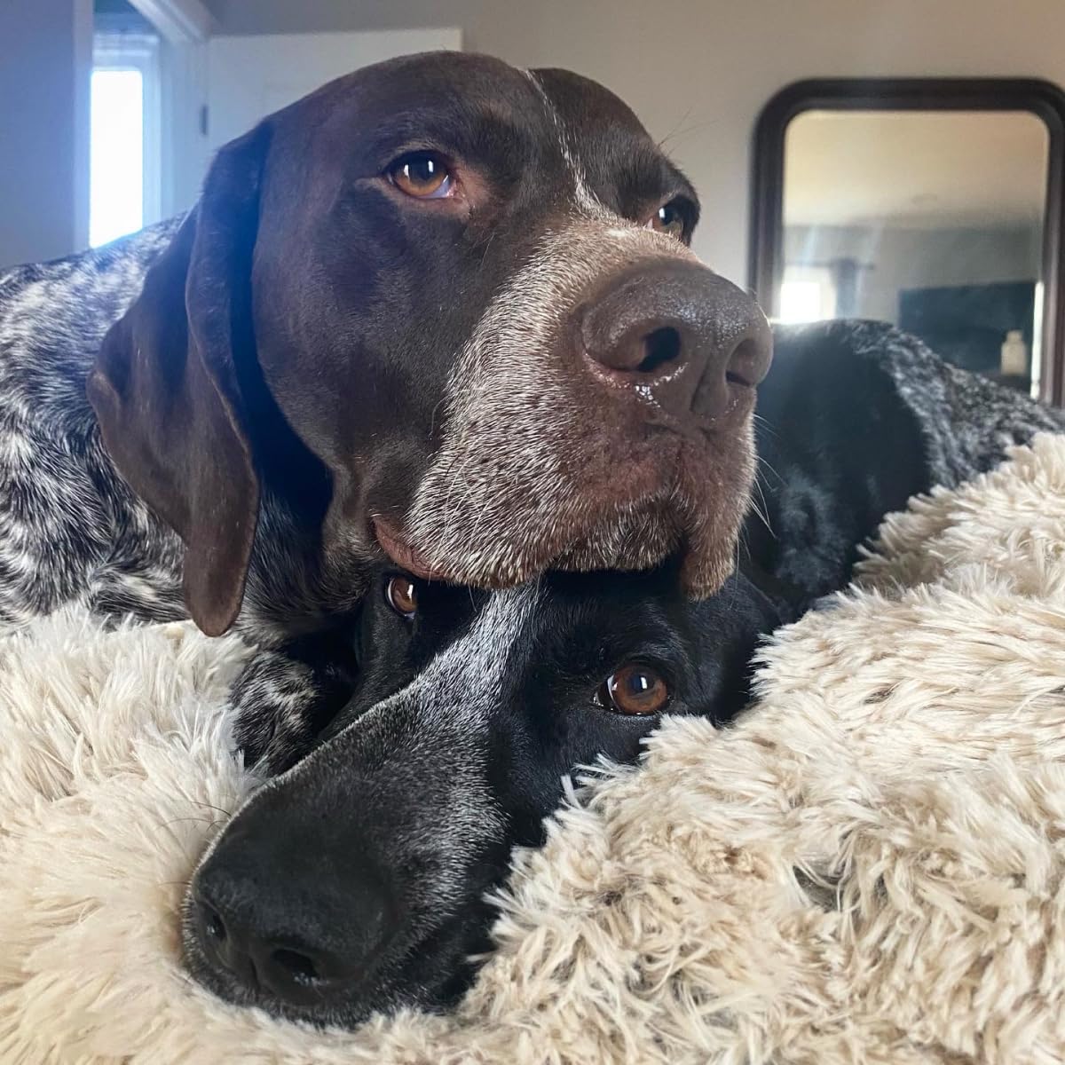 Tall Tails Waterpoof Luxuriously Soft Fleece Dog Blanket, Khaki