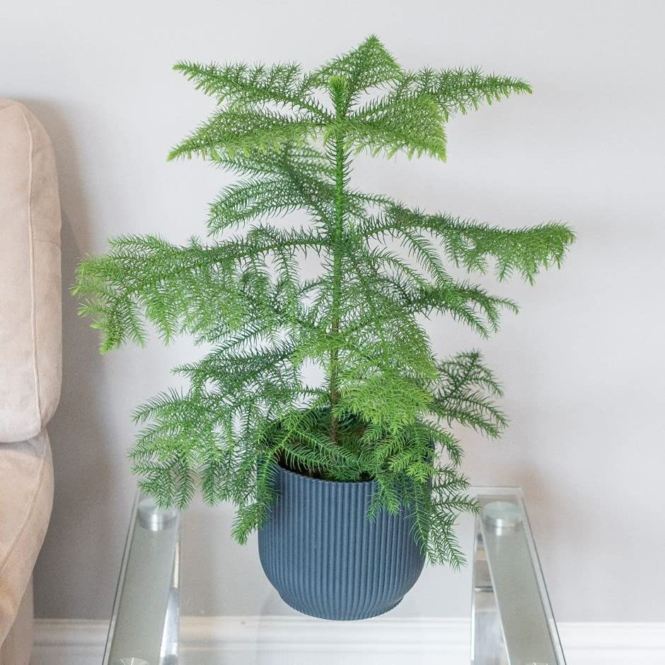 Mphmi Live Plants Purifying Christmas Tree Plant Araucaria Heterophylla Norfolk Island pine Cook-pine, New Caledonia-pine Triangle Araucariaceae