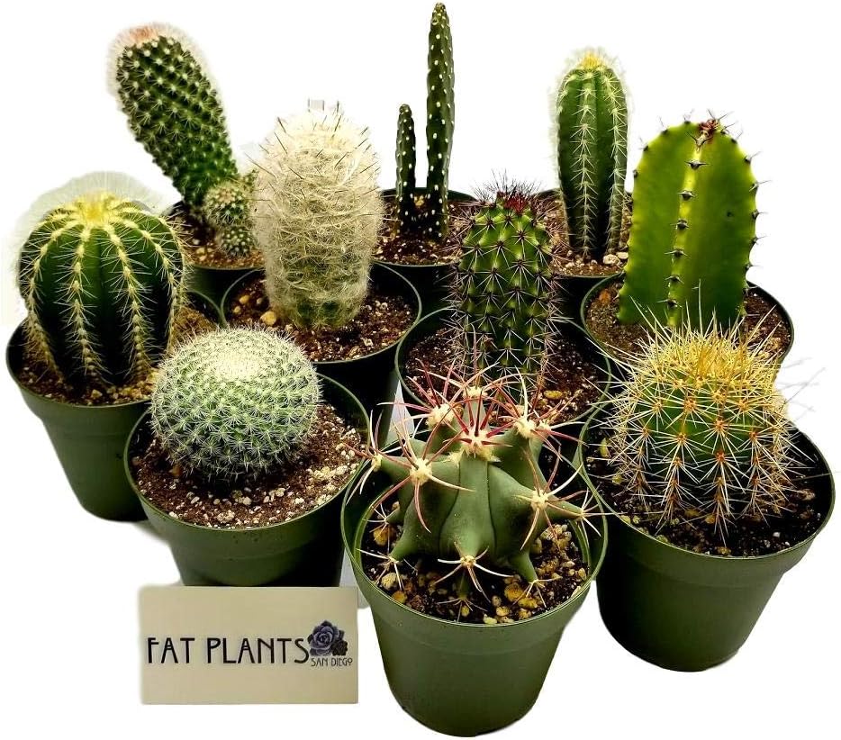 Fat Plants San Diego Cactus Plants. Variety Package of Indoor or Outdoor Cacti Plants for Gardens, Home Decor or Gifts (2)