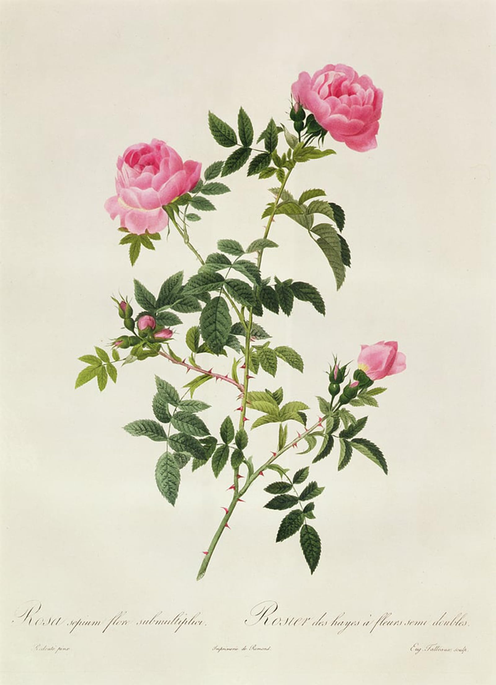 SERENDIPITP Vintage Wall Art Canvas Nordic Poster Canvas Print Picture Rosa Sepium Flore Submultiplici by Pierre Redouté Wall Art Poster for Home Decor 60x90cm