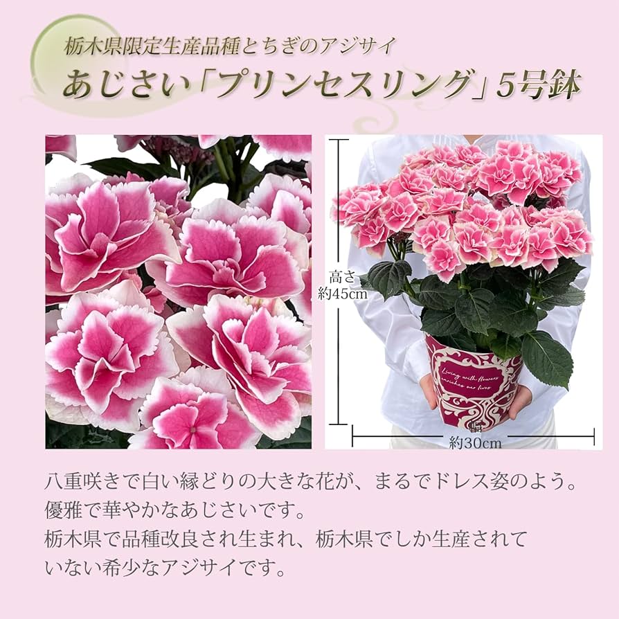 Amazon.co.jp: 花のギフト社 母の日 花 鉢植え あじさい 紫陽花
