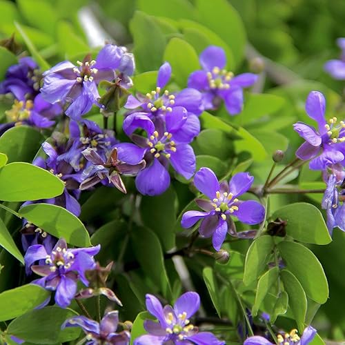 Miniatura 2 de YEGAOL Garden - Semillas de santuario de Guaiacum Vitae, árbol de hoja perenne fragante, árbol ornamental en jardines, árboles de espécimen de