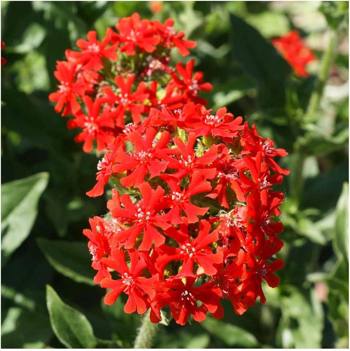 Everwilde Farms - 1 Lb Maltese Cross Wildflower Seeds - Gold Vault