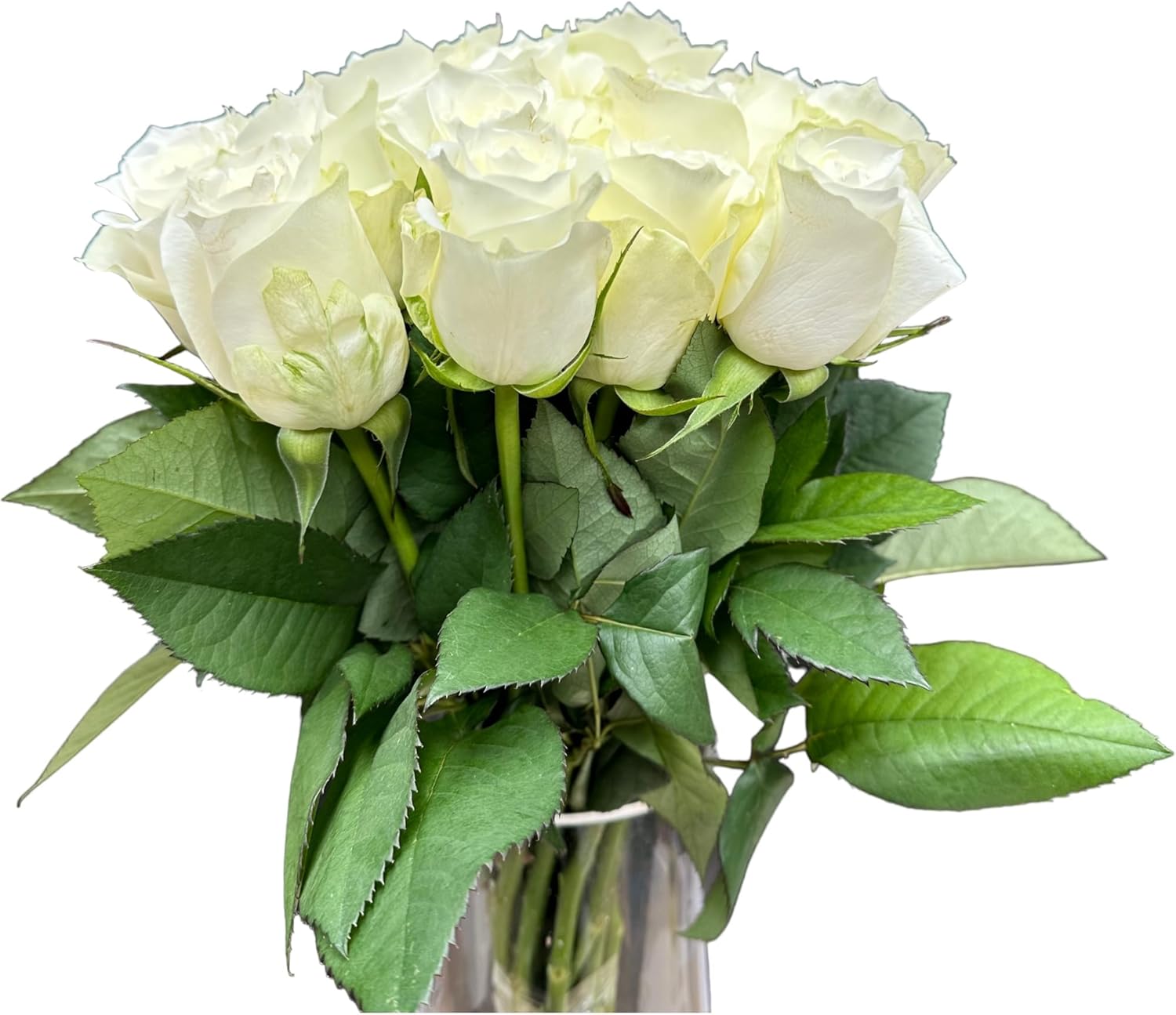 24 White Roses Fresh Cut Flowers Hydroponic Flower Arrangement Express Love birthday gift Los Angeles flower wholesale market