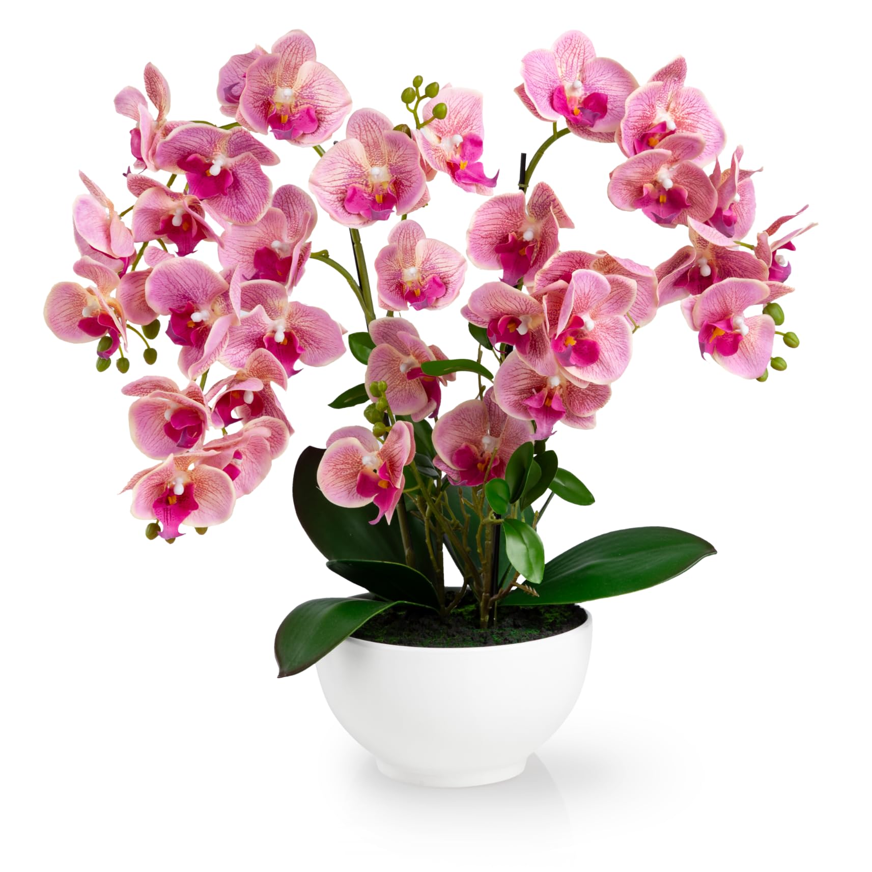 Amazon.de: PASCH XXL Kunstblume Orchidee gro (56cm) in  Hochglanz-Keramiktopf | Orchideen knstlich | Kunstblumen wie echt | knstliche  Orchideen im Topf | knstliche Blumen im Topf | Kunstblumen im Topf (Hell)