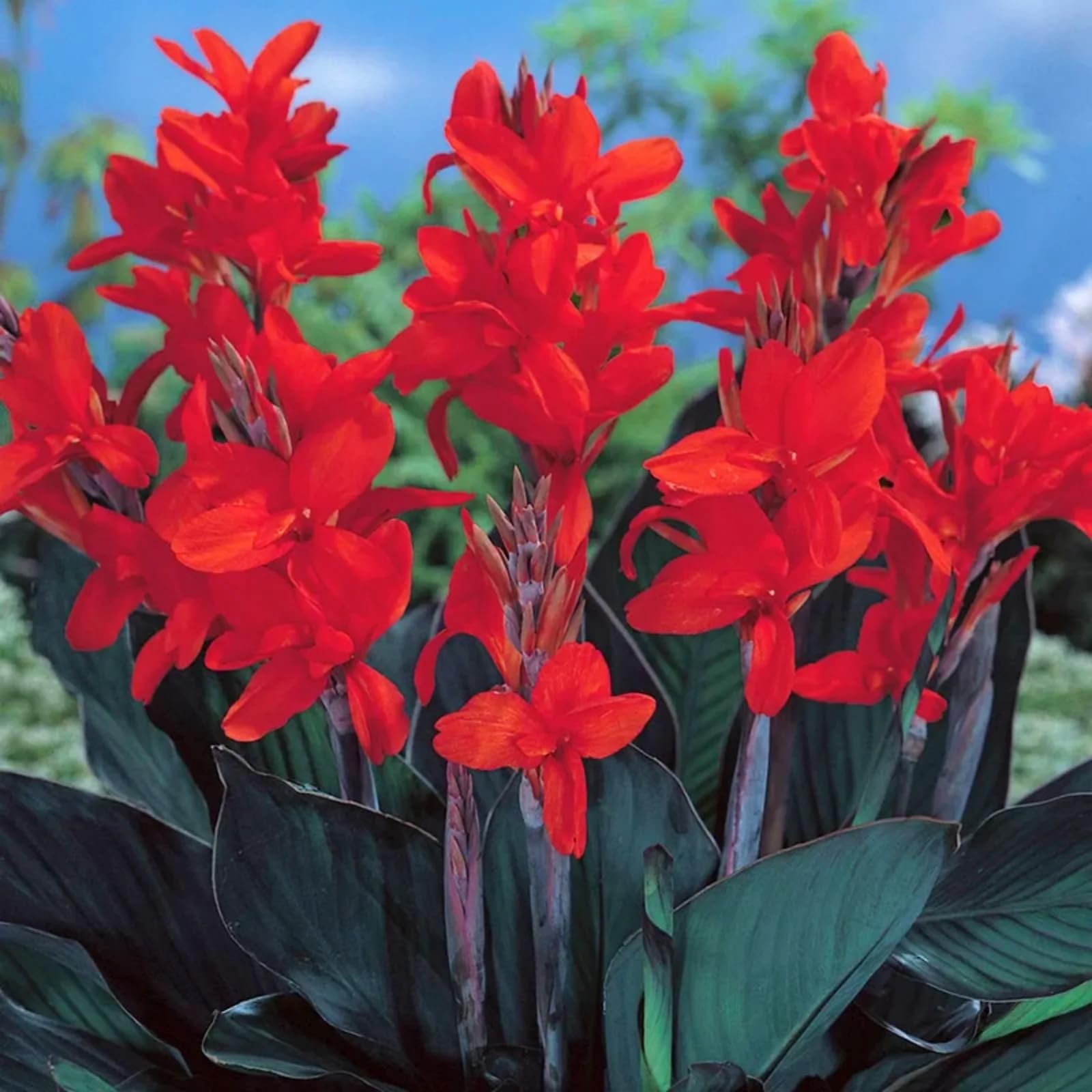 Ampoules de canna géantes et robustes lot de 3 pour massifs fleuris durables
