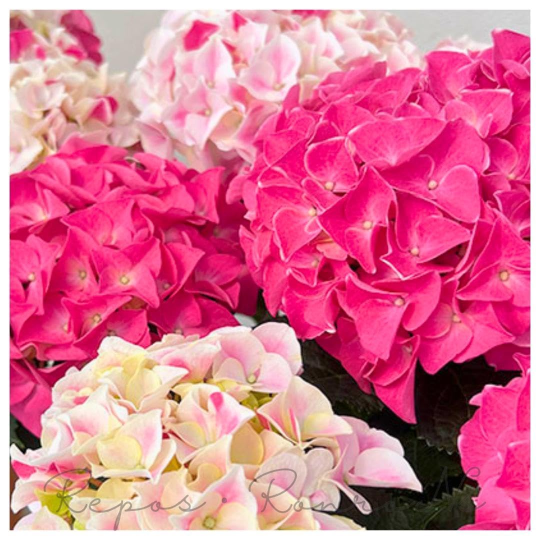 Amazon｜アジサイ：ホットチボリマーブル・ピンク・花芽なし・来年用