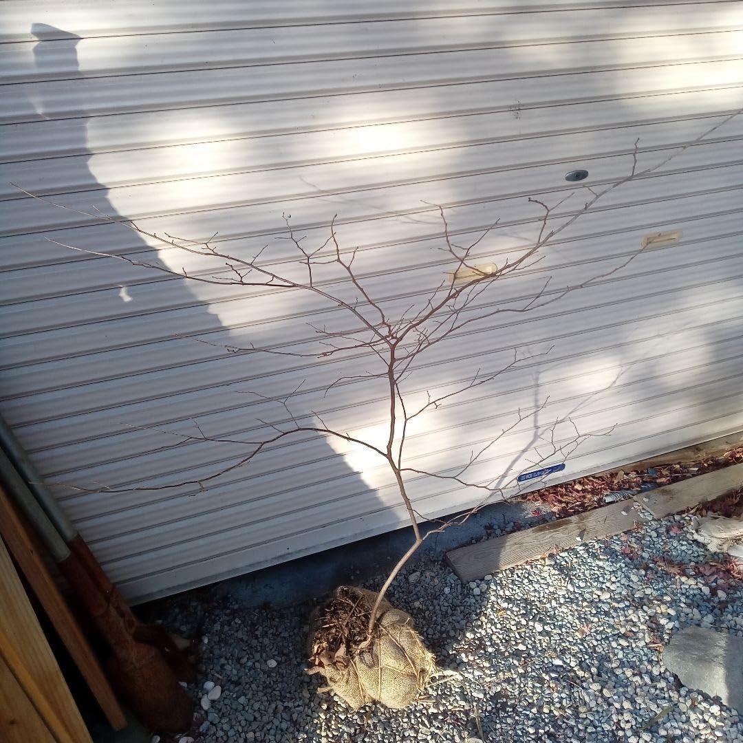 NEMO TRACKER 2P 4シーズン用 専用フットプリント付き 訳あり NEMO